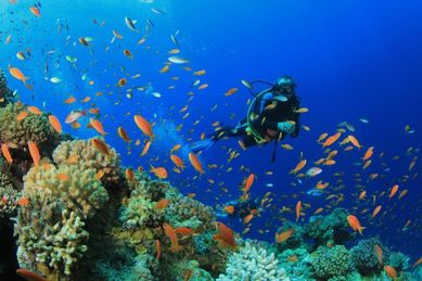 Egypt International Diving