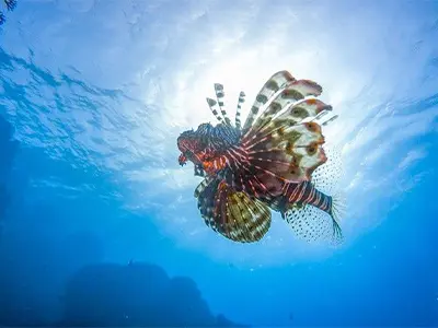 Snorkling Trip - Abu Hasheesh