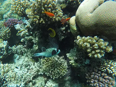 Island Trip - Snorkeling Trip